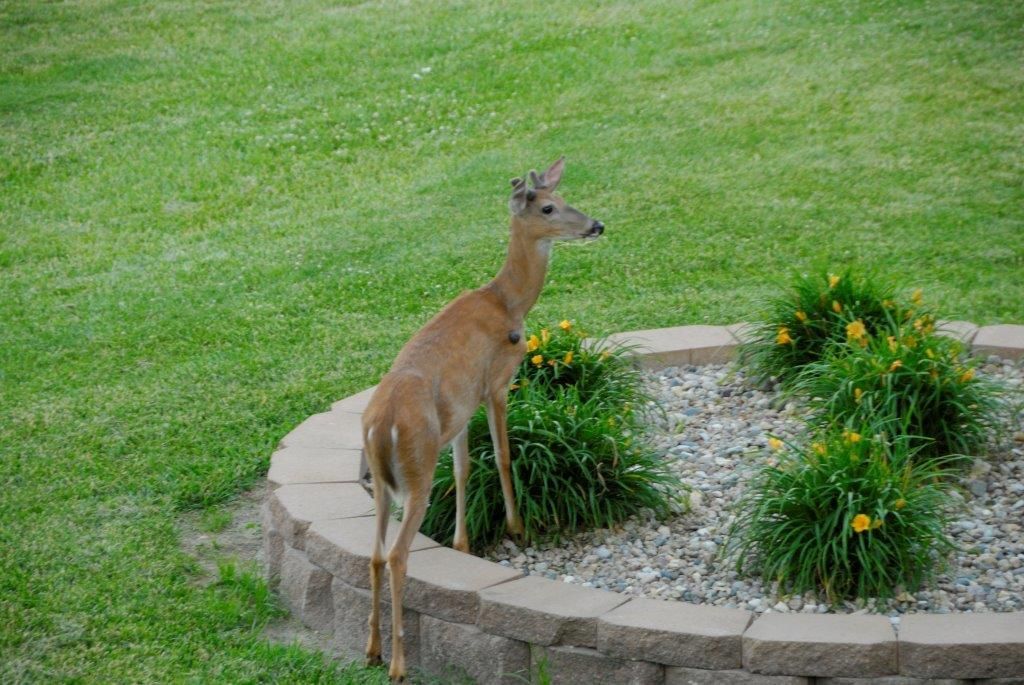 deer